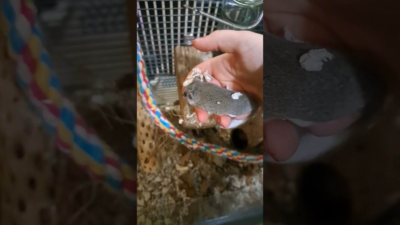 Releasing my Micro Squirrels! Tour their NEW enclosure!  #africanpygmydormice #newpet #cute #petmice