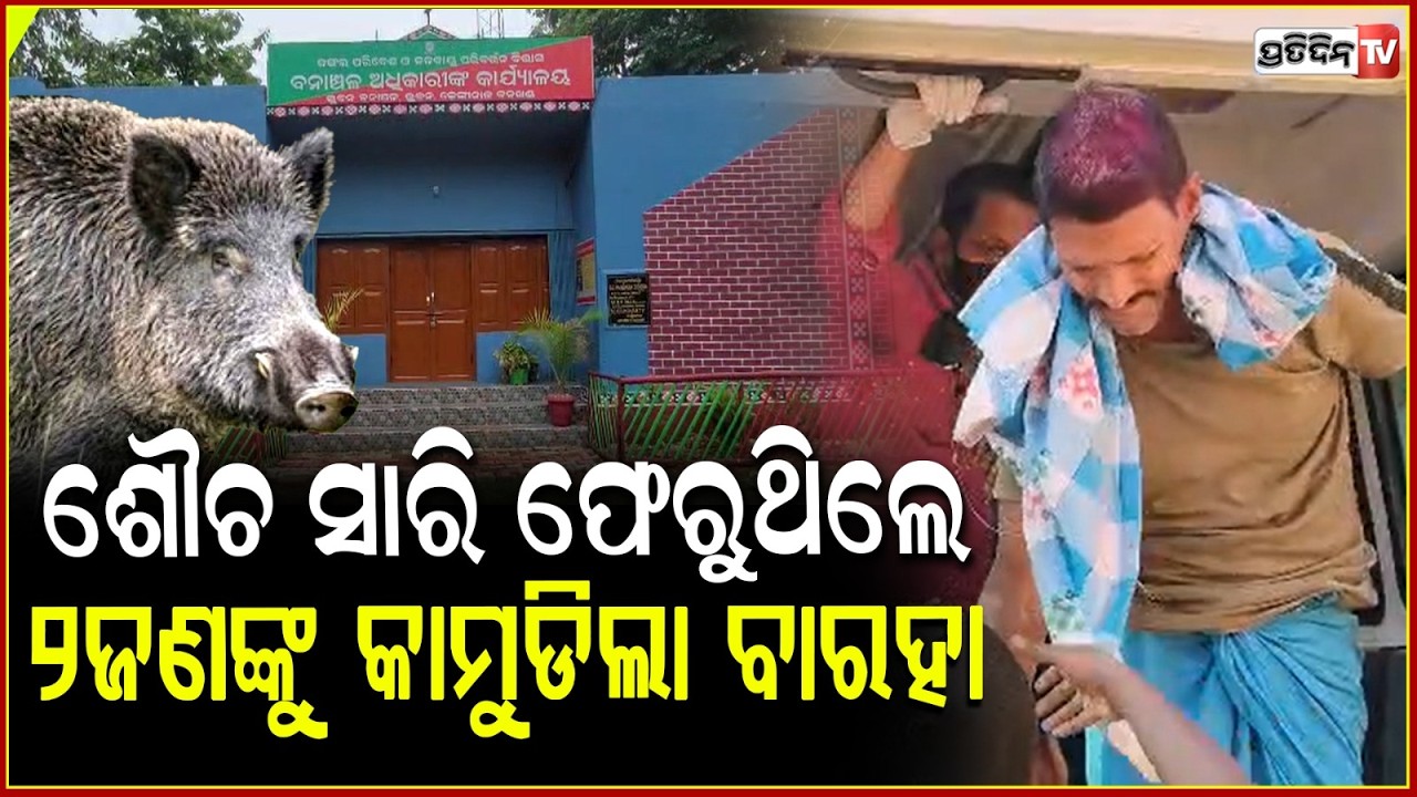 ଶୌଚ ସାରି ଫେରୁଥିଲେ ଯୁବକ,ମାଡି ବସିଲା ଜଙ୍ଗଲି ବାରହା ! Wild Boar Attack In dhenkanal