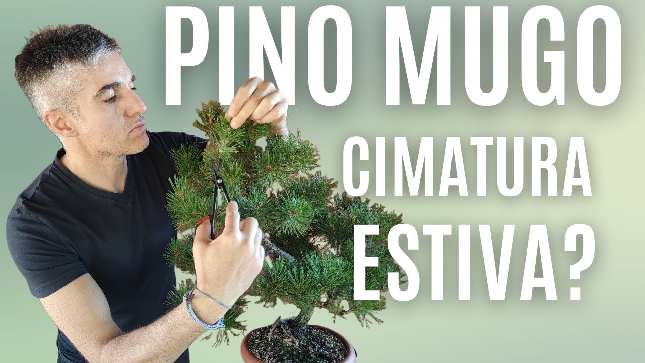 COME FARE la CIMATURA ESTIVA, BONSAI di PINO MUGO