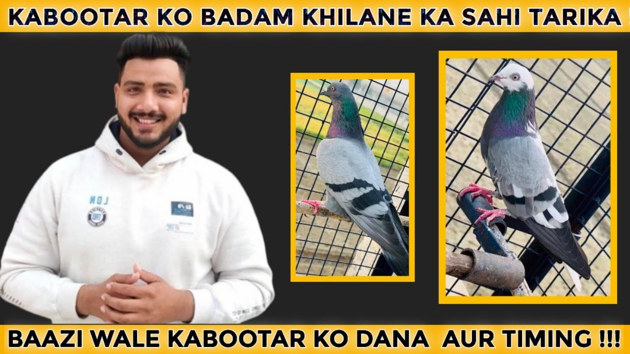BAAZI WALE KABOOTAR KO BADAM AUR DANA KAUN SA DE DANE PANE KE TIMING (KABOOTARBAZI)