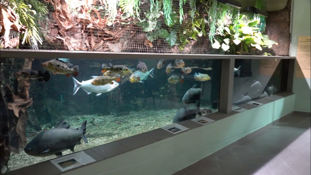 Parachromis dovii / Wolf cichlid | 30.000l Aquarium | Exotarium Oberhof