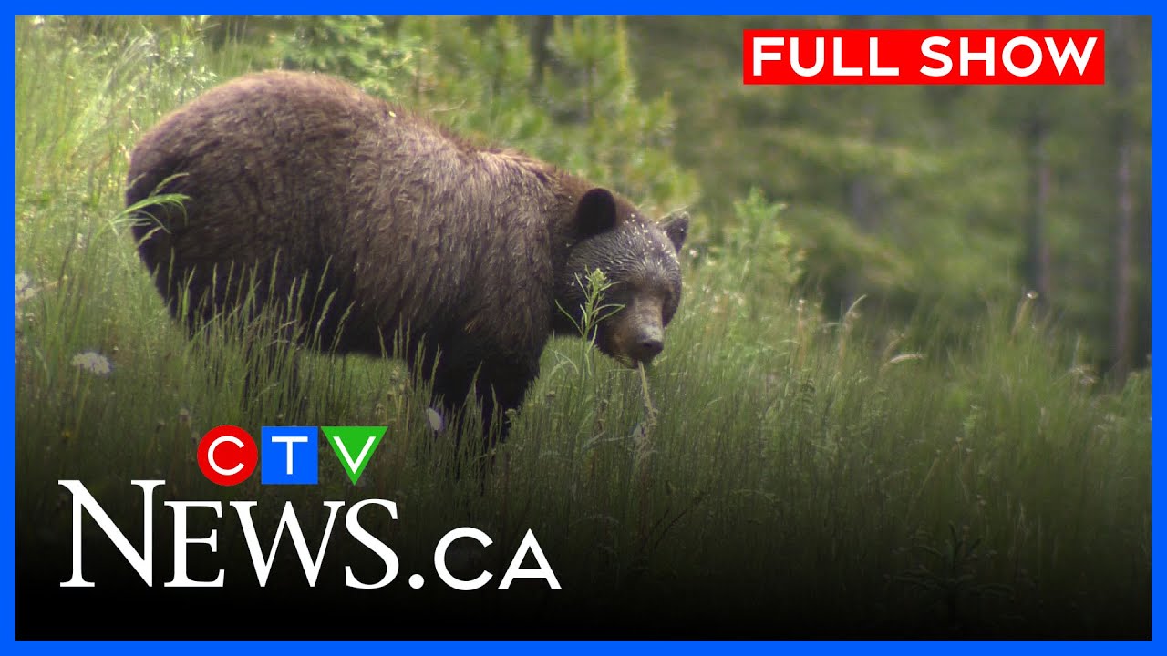 Grizzly bear attacks hunter south of Cochrane | CTV News Calgary at Five for October 31, 2025