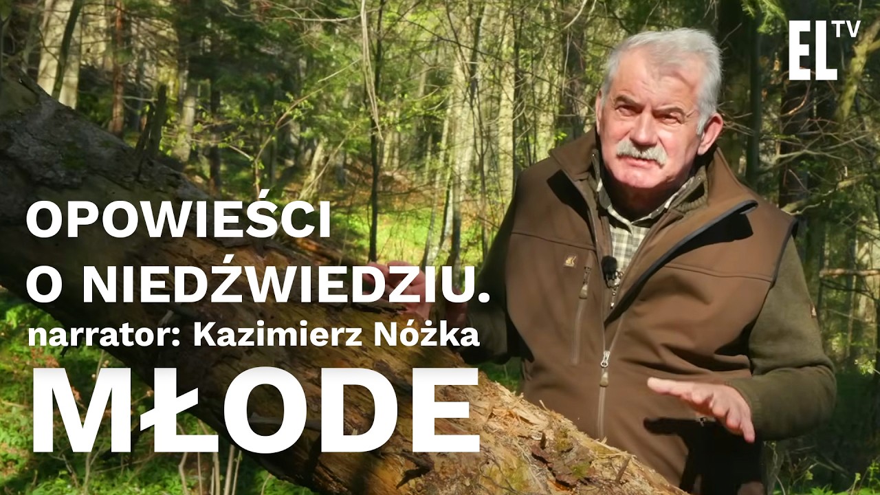 Opowieści o niedźwiedziu. Młode. Narrator: Kazimierz Nóżka