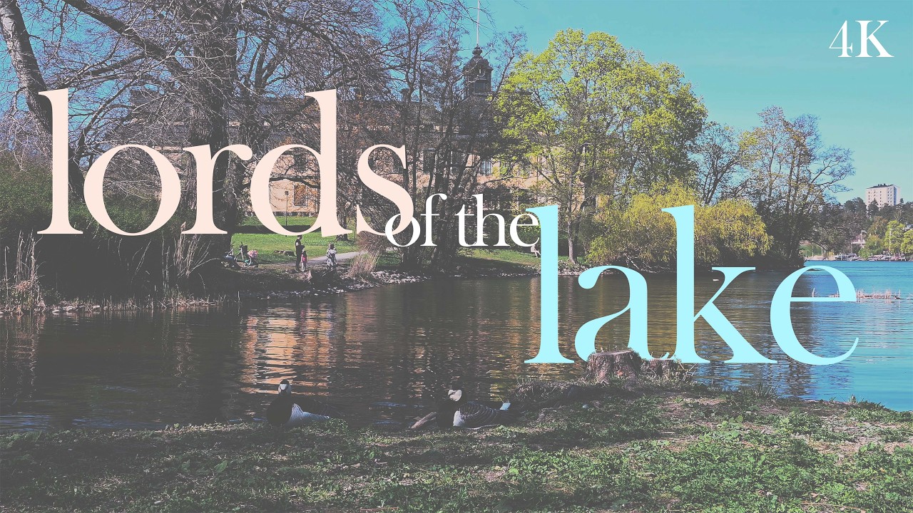 lords of the lake | scenic lakeside with geese soundscape | ulriksdal palace | Sweden | 4K