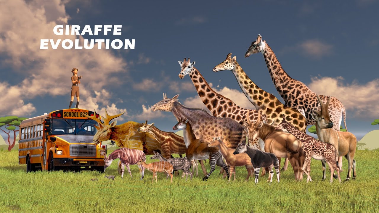 Giraffe Evolution | Giraffe Size Comparison: Living and Extinct | Prehistoric Giraffes
