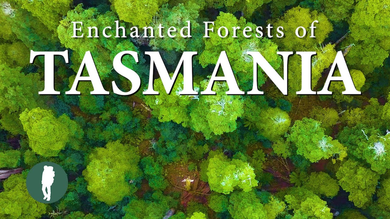 Enchanted Forests of Tasmania in 4K | Australia Nature