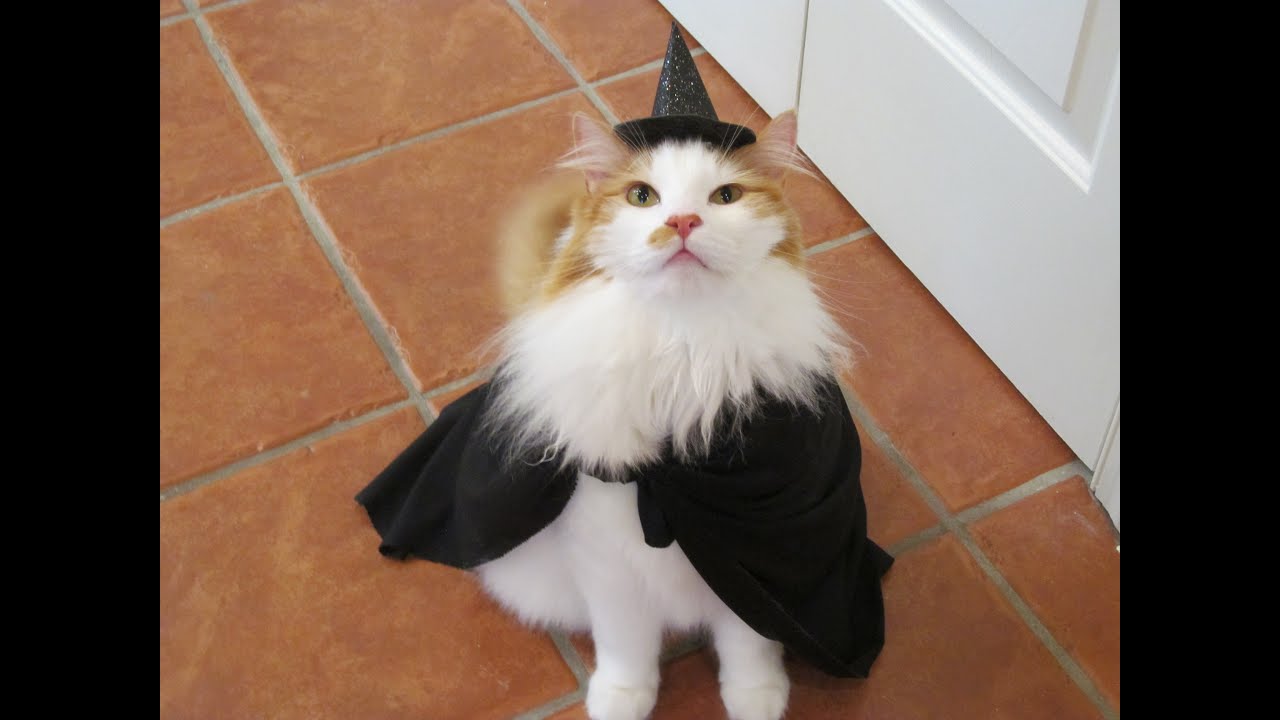 Bell-Bell!  What Happened?