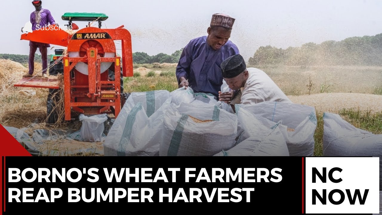 Borno's Wheat Farmers Reap Bumper Harvest in Resettled Communities
