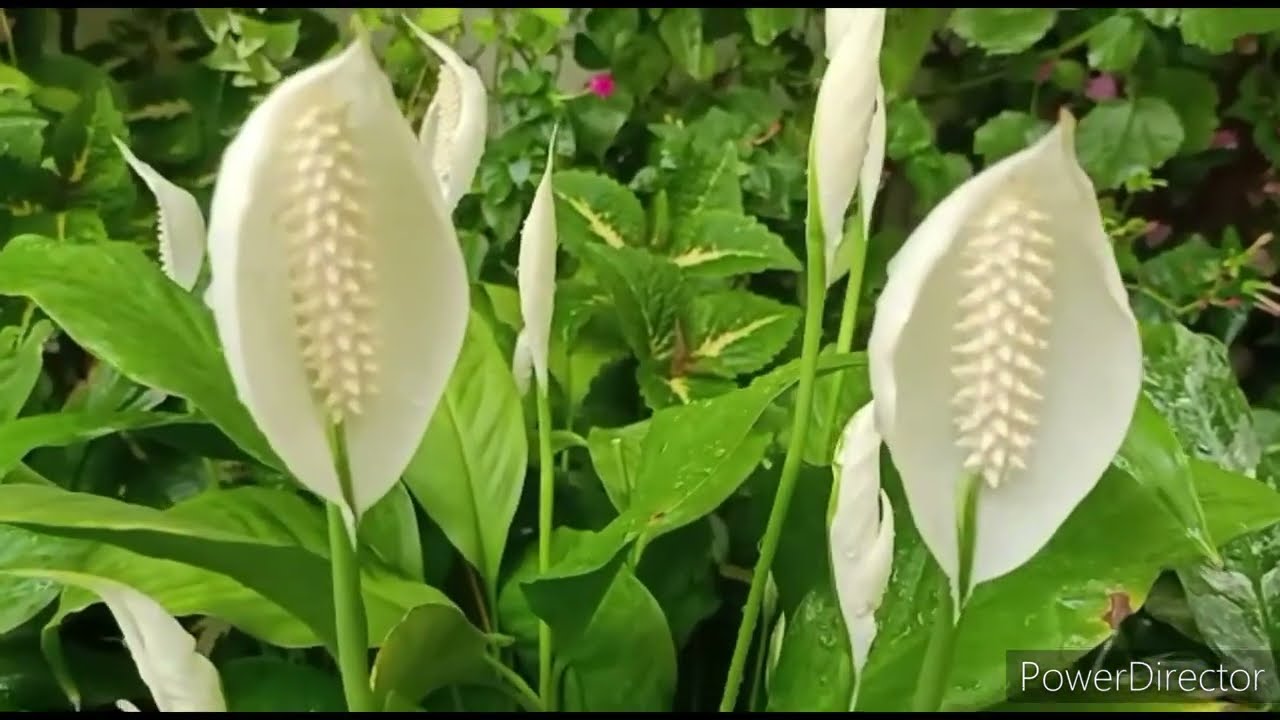 Peace lily - कौनसे Fertilizer ने किया कमाल की पौधे फूल से भर गए