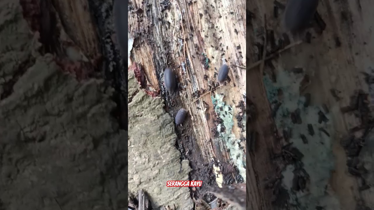serangga apa ini di kayu busuk 