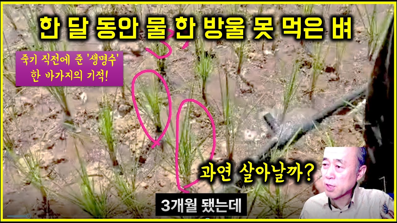 아프리카 벼 재배.  3개월 된 벼가 이만하다고? 한 달간 굶겼더니 일어난 비극... 과연 살아날까? #중앙아프리카공화국 #새마을
