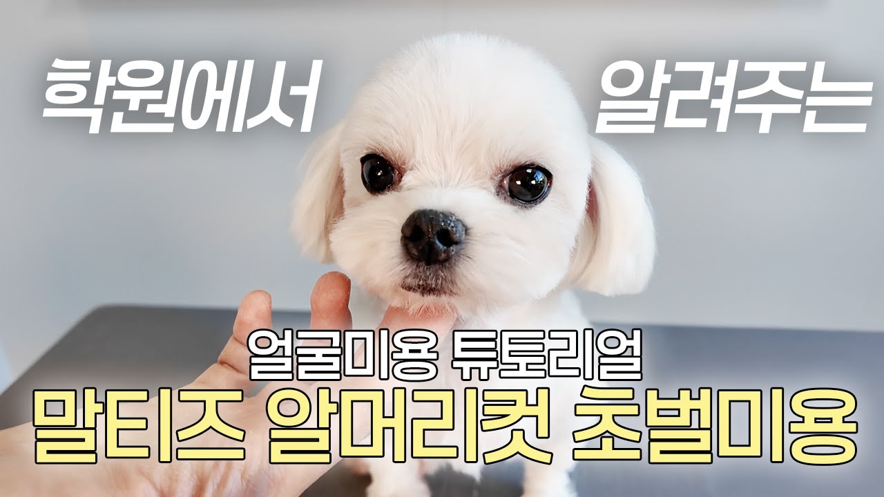 초보자를 위한 말티즈 알머리컷 얼굴미용 초벌부터 재벌까지 1편 - 초벌라인 #말티즈알머리컷