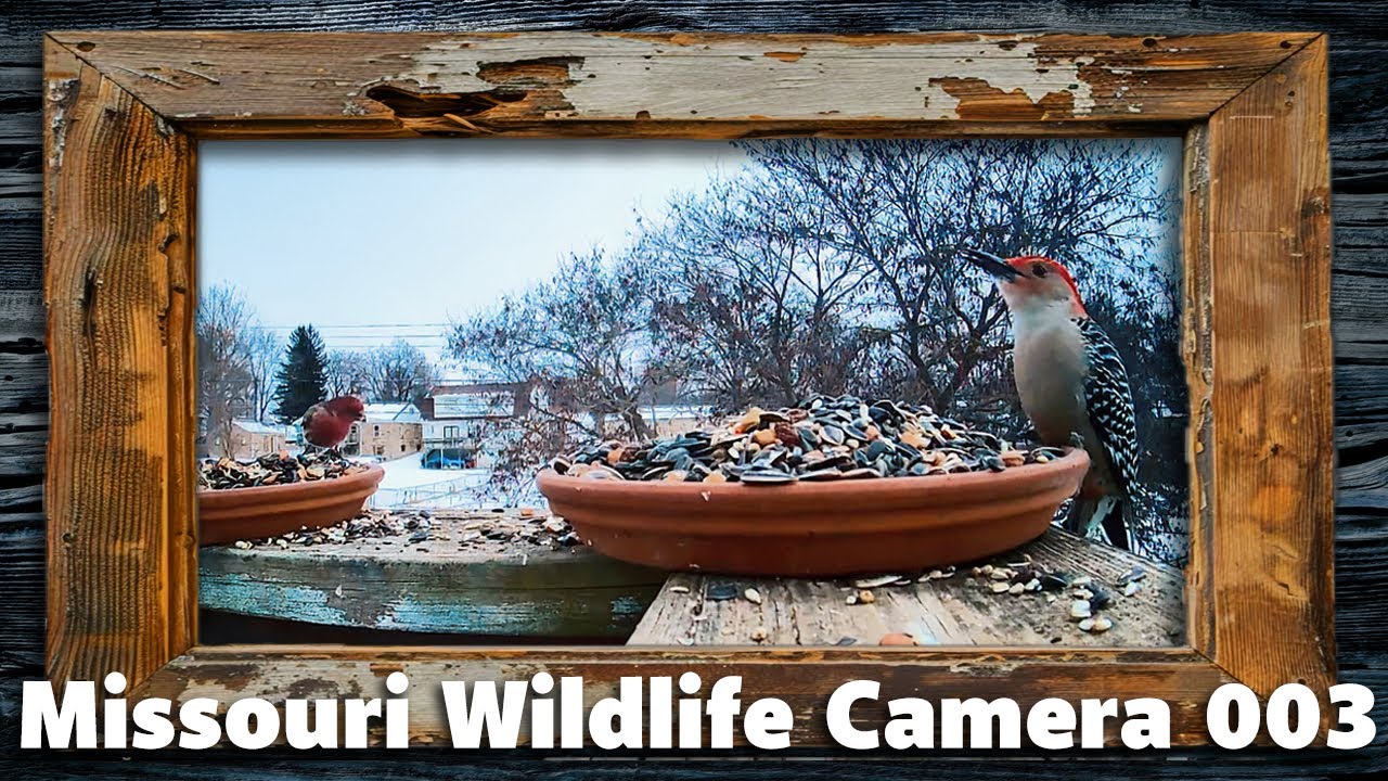 Missouri Wildlife Camera 003