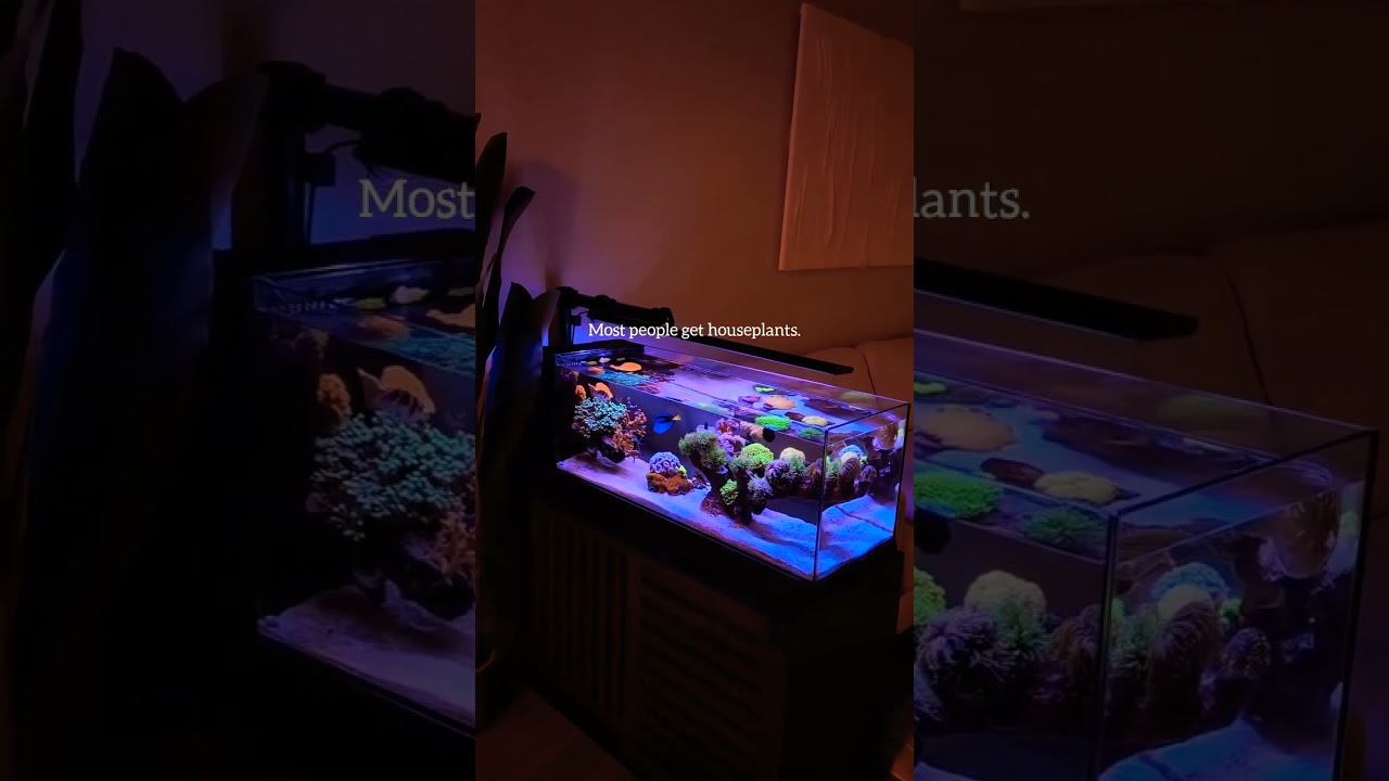 Marine Reef tank #aquariumhobby #aquarium #aquascape #reeftank #reefkeeping #reef