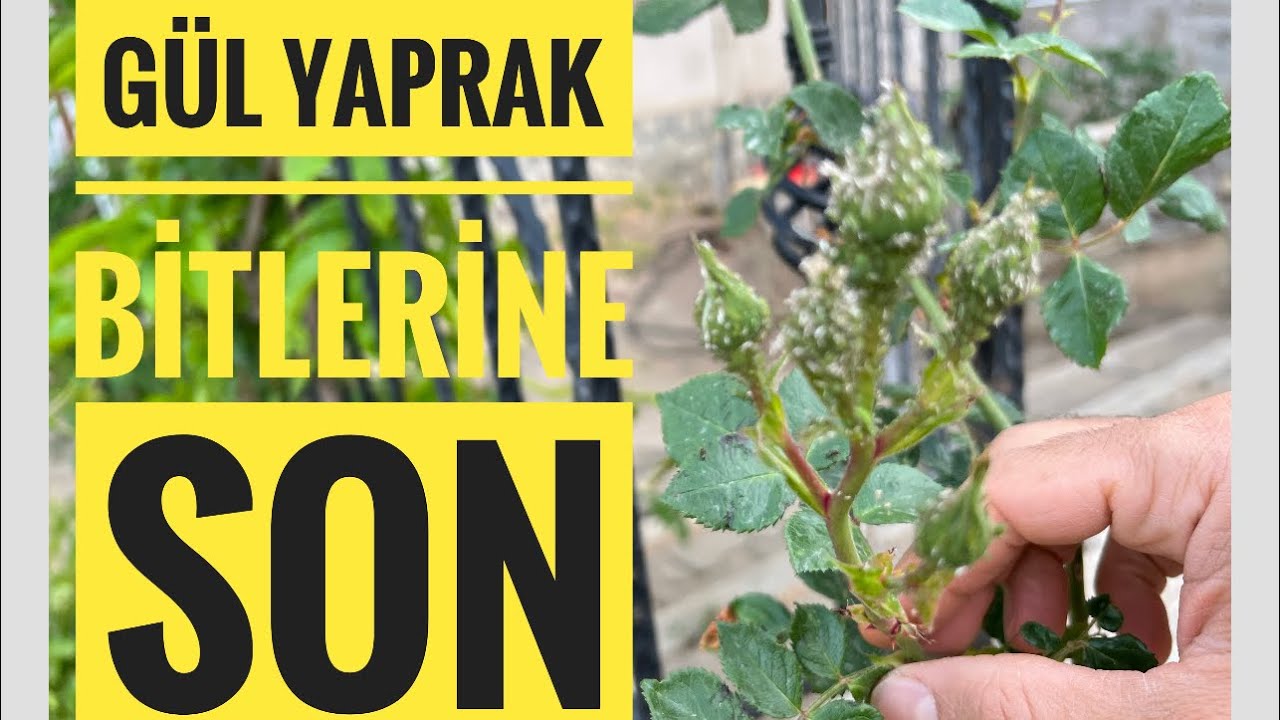 Bir basit ilaçla kökten çözüm 👌💥💊