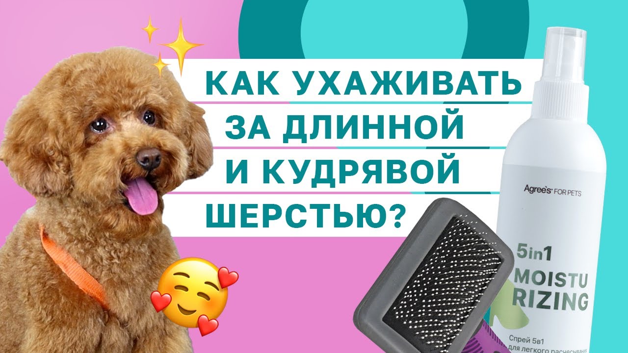 МАЛЬТИПУ, ЙОРК, МАЛЬТЕЗЕ, ТОЙ-ПУДЕЛЬ: как ухаживать за длинношерстными и кудрявыми собаками?