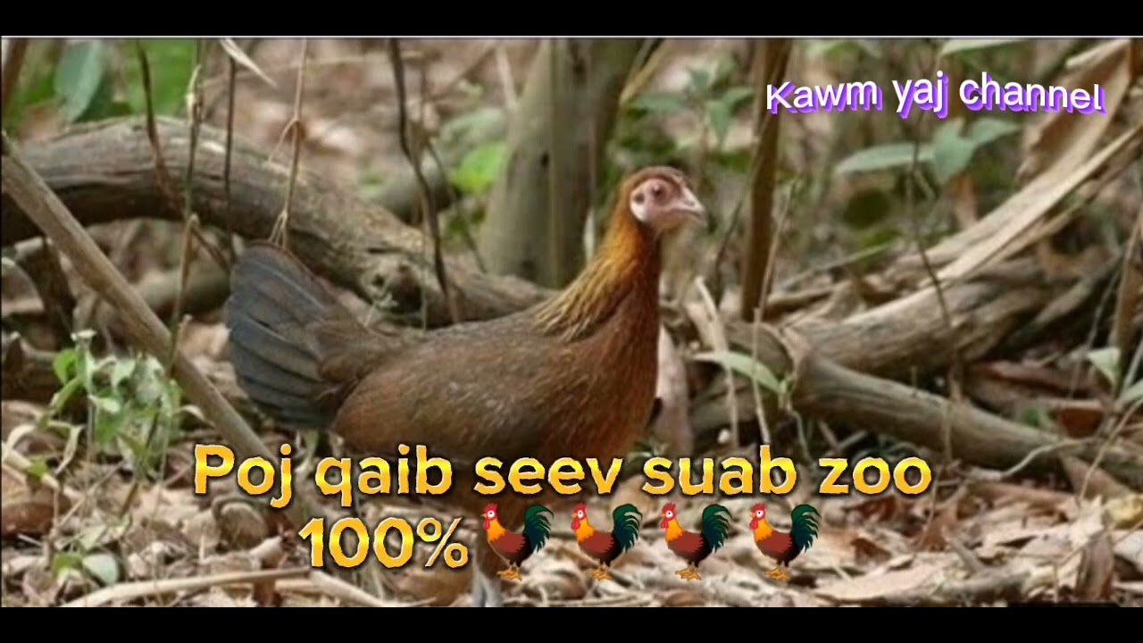 ສຽງ​ ໄກ່​ປ່າ​ 100% poj​ qaib​ seev​suab​ zoo​ 2023