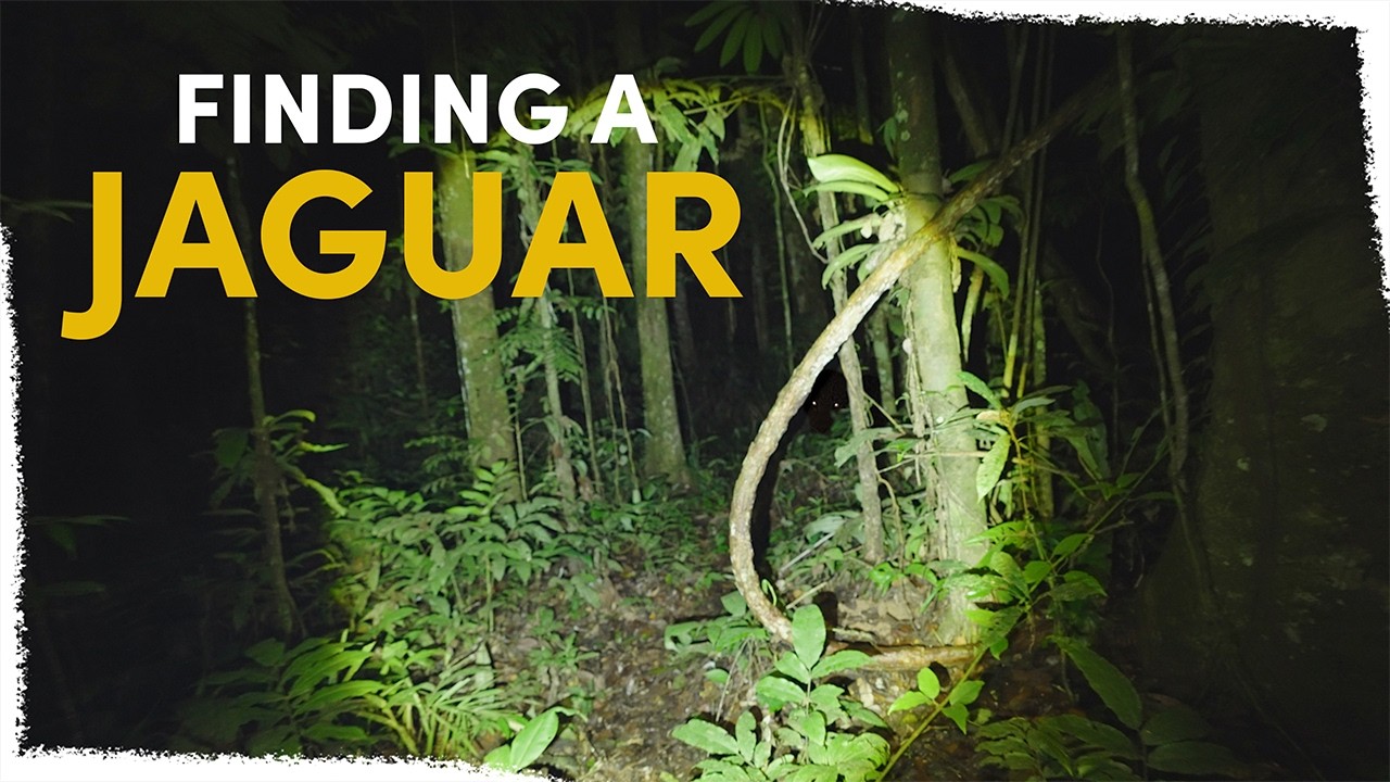 We came face to face with a Jaguar on our land | VLOG