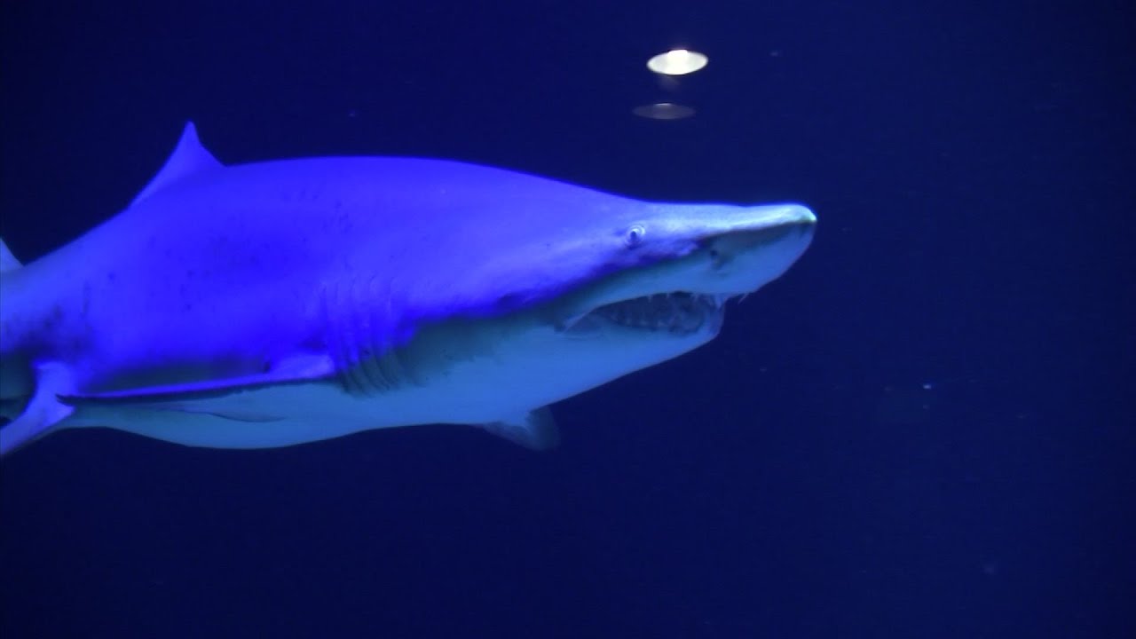 NY Aquarium Opens Shark Exhibit 6yrs After Sandy