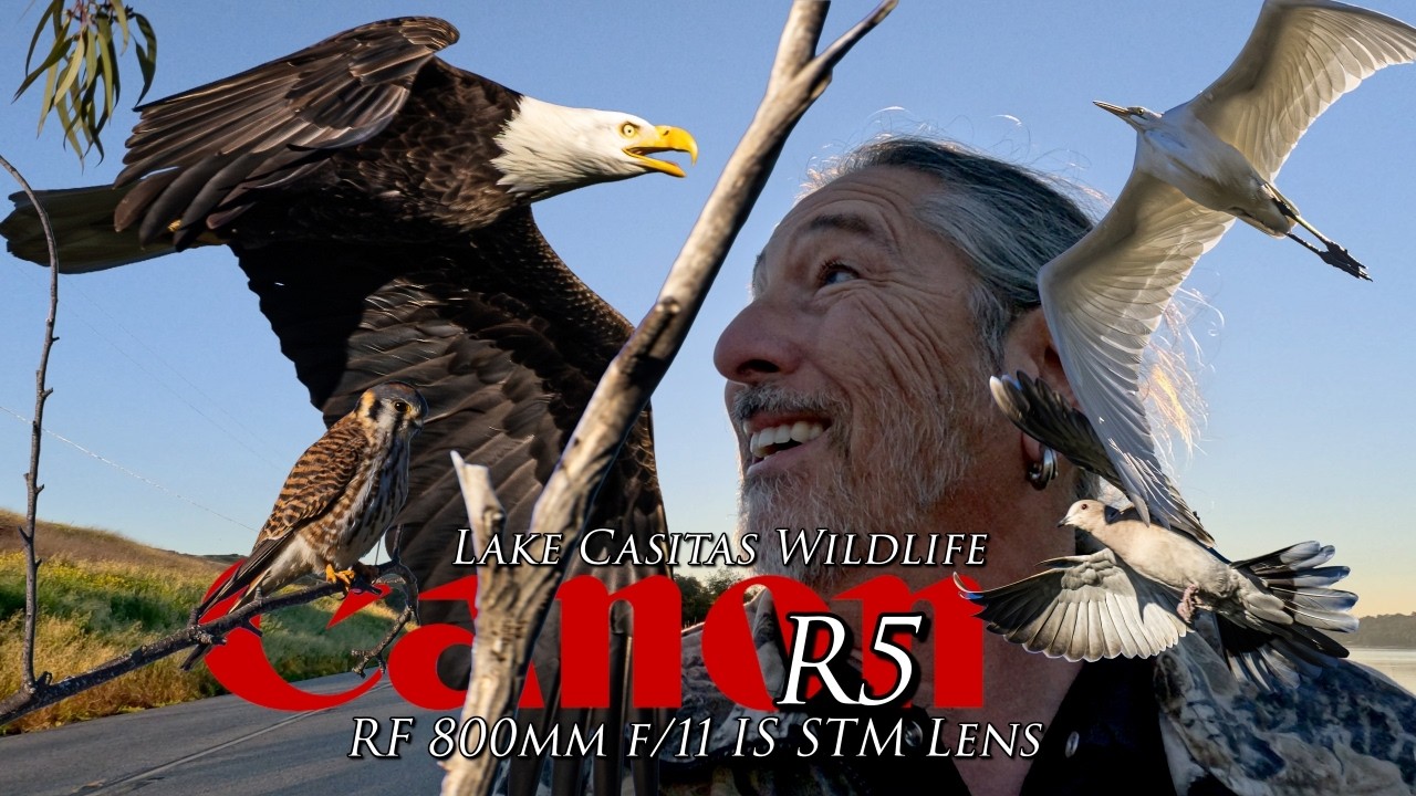 Hawks, eagles and other amazing wildlife at lake Casitas with the Canon R5 and 800 F11 lens 📷