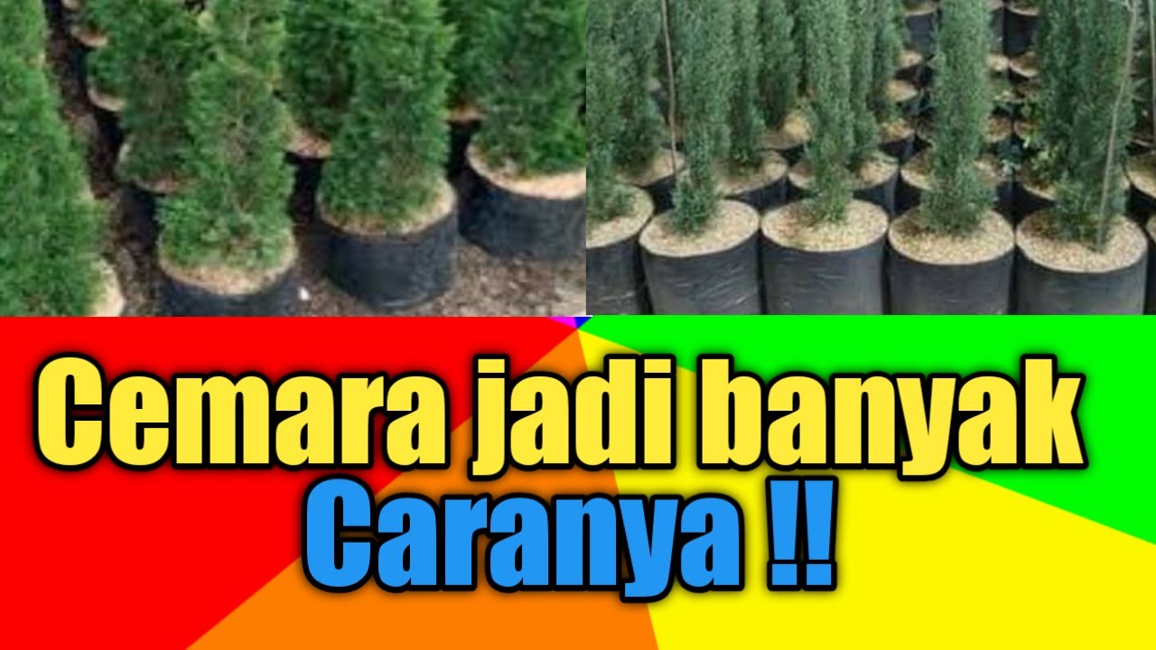 Cemara - dengan cara stek jumlah ribuan