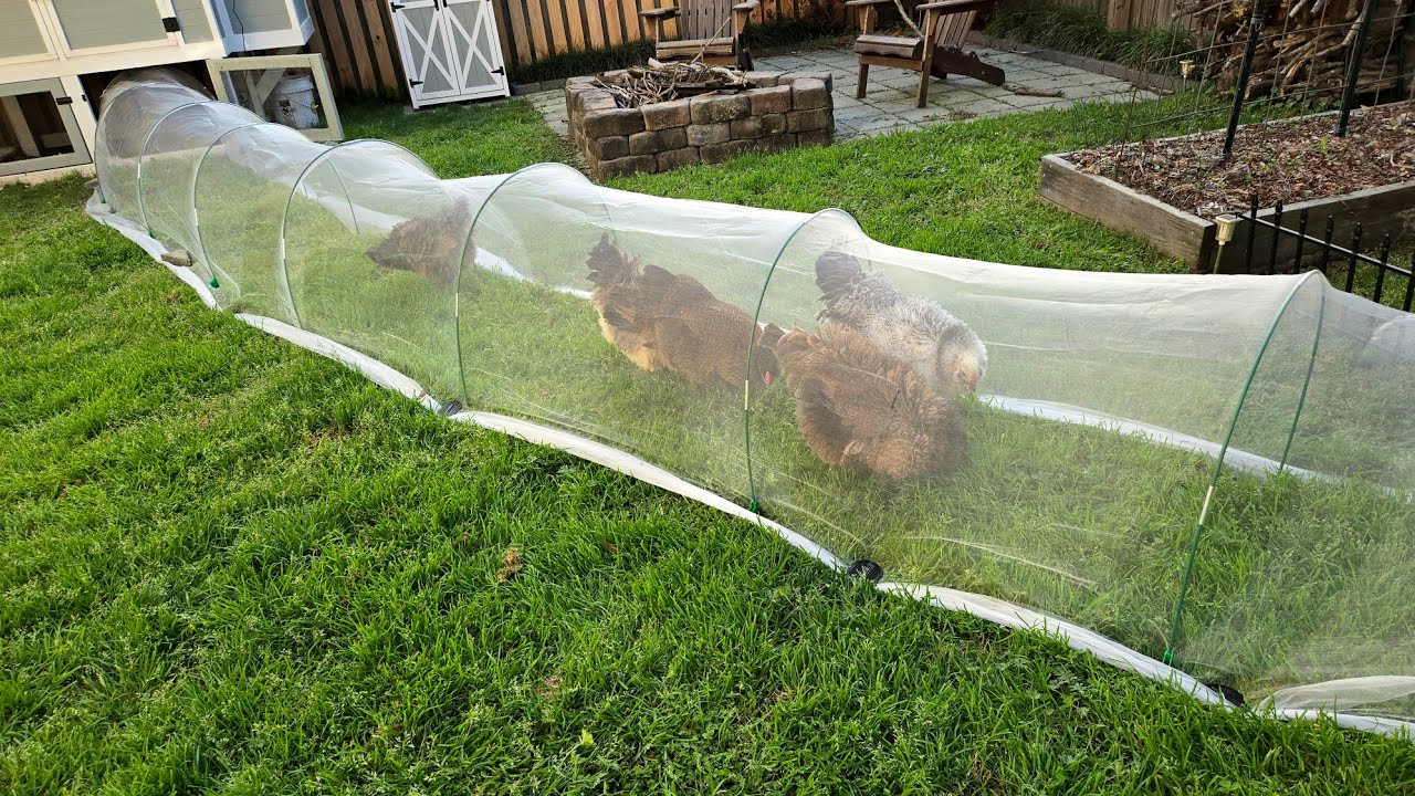 Chicken Chickens meet Chicken Tunnel