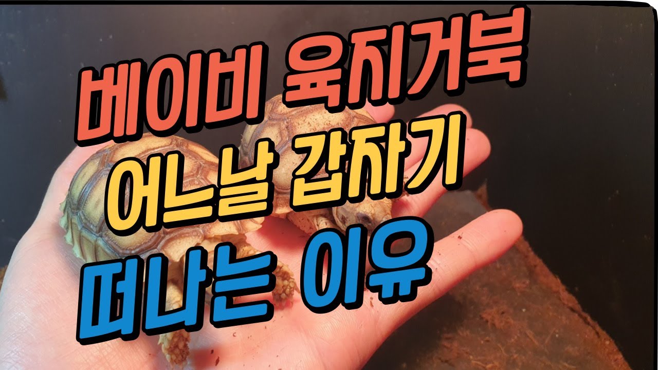베이비 육지거북이가 어느날 갑자기 떠나는 이유