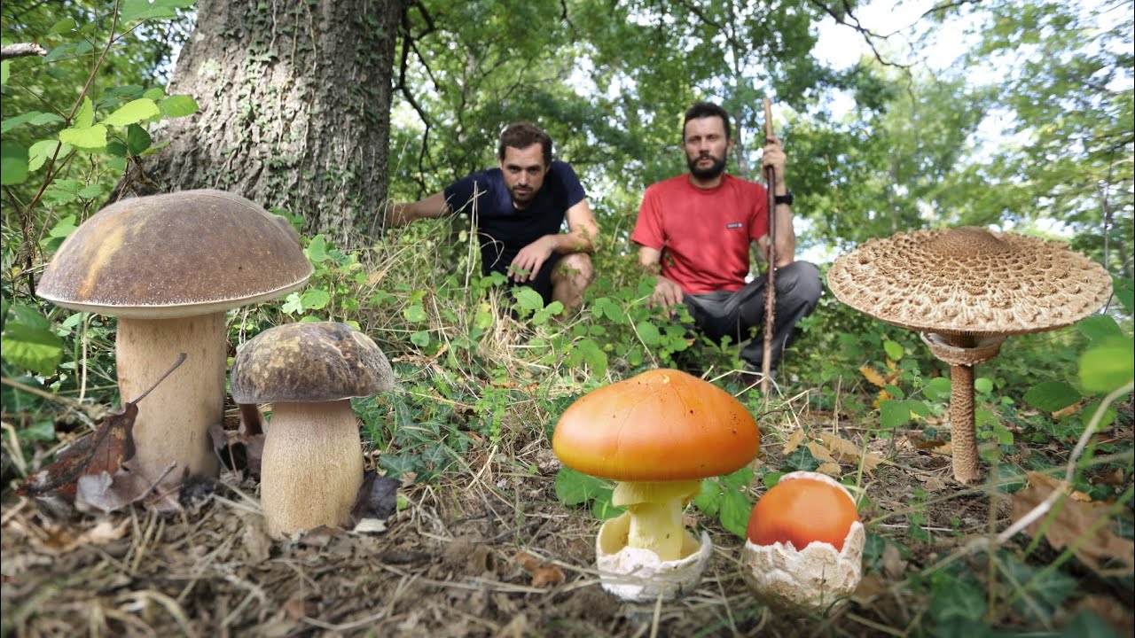PORCINI, AMANITE e altri FUNGHI autunnali
