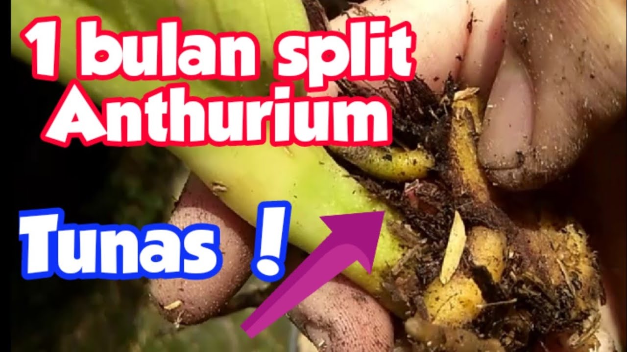 Part 2 : Hasil Split Anthurium Jemani Mangkok sudah bertunas