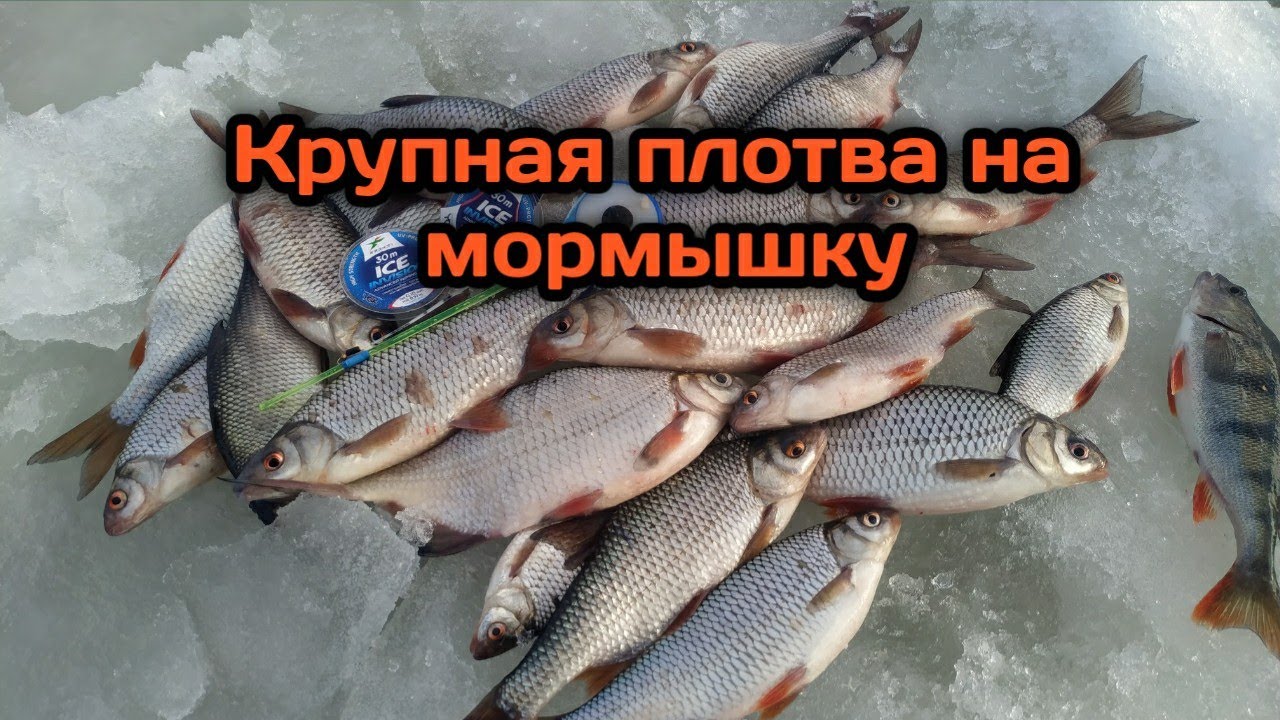 Ловля весенней плотвы на мормышку на Рыбинском водохранилище. Весенний жор крупной плотвы.