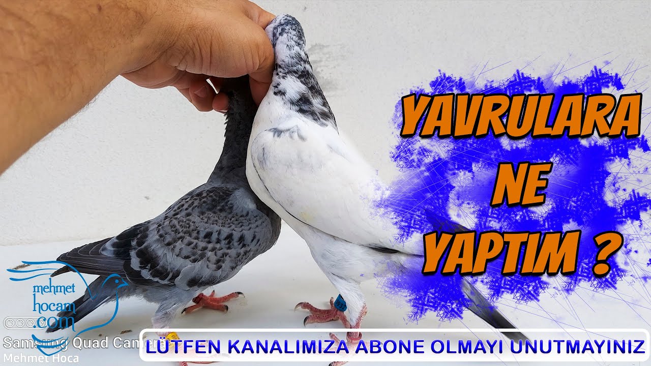 Kuluçka Makinesinden Çıkan Yavru Güvercinler Büyüdü