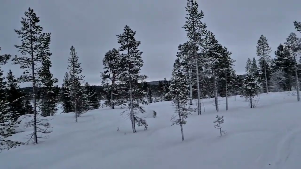 Snowshoeing alone in forest #Norway #arctic #snow #winter #north #polarnight #snowshoes 