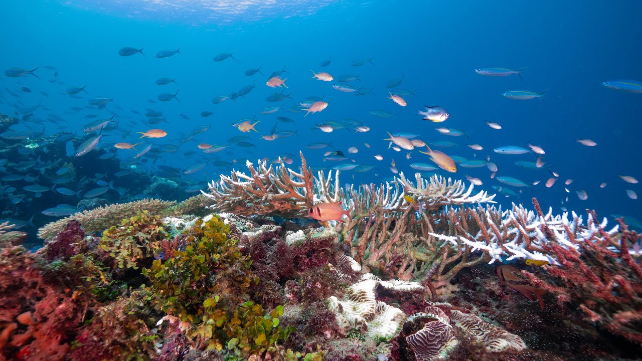 Diving Raja Ampat with Papua Explorers - February 2025