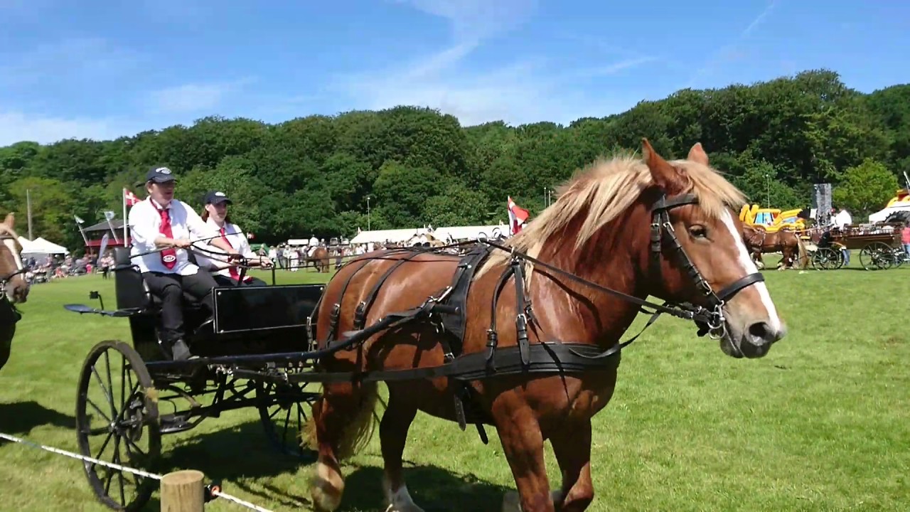 Schleswiger show skive dyrskue 2017