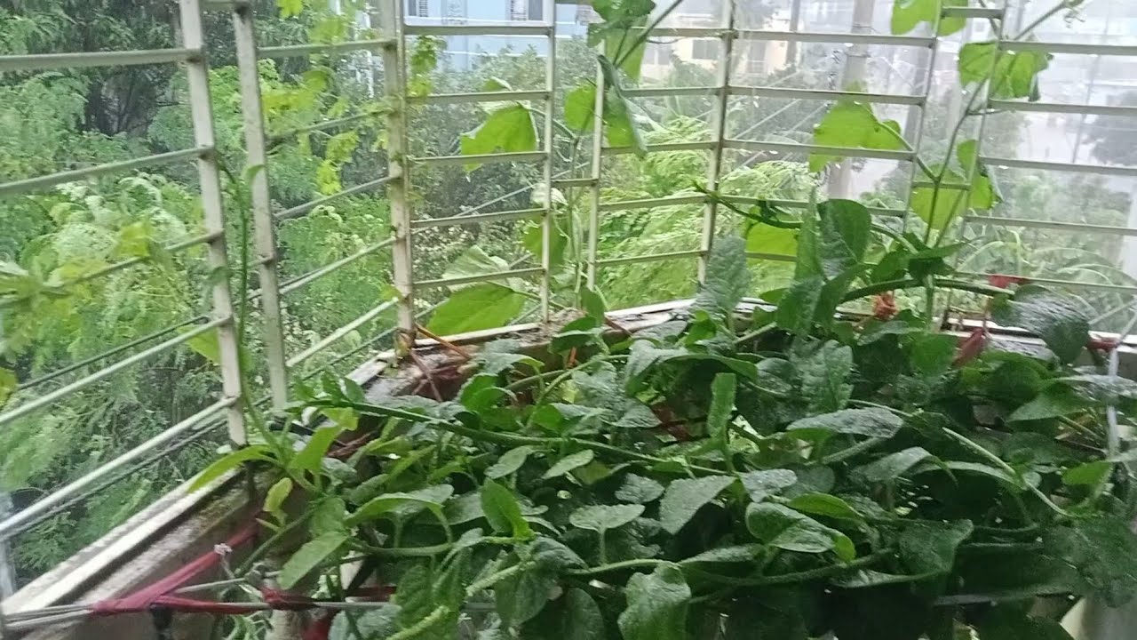 বৃষ্টির দিনে আমাদের বারান্দায় সবজি বাগানের অবস্থা 