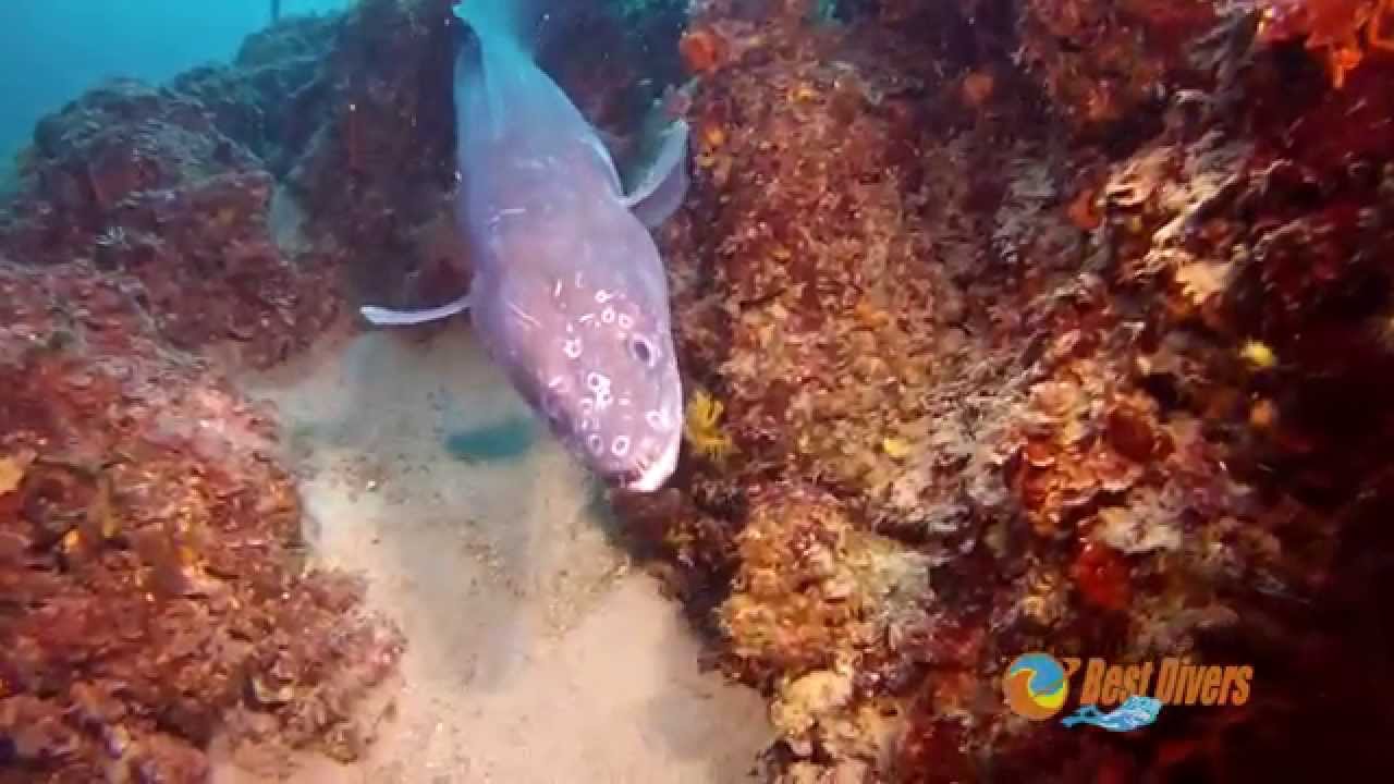 Chorwacja - wyspa Rab - Best Divers