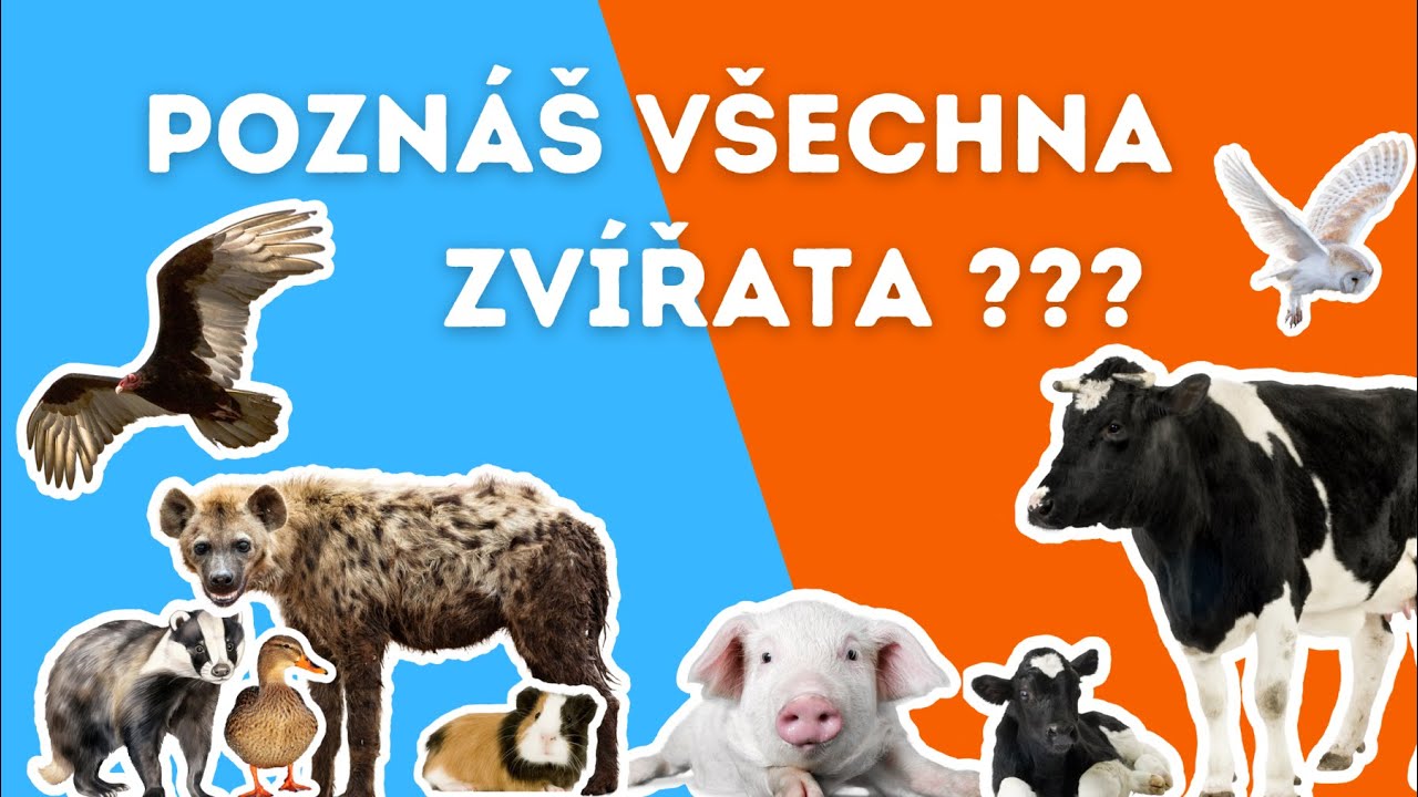 Poznáš všechna zvířata? | Vědomostní kvíz 🐑🐷🦙🐍