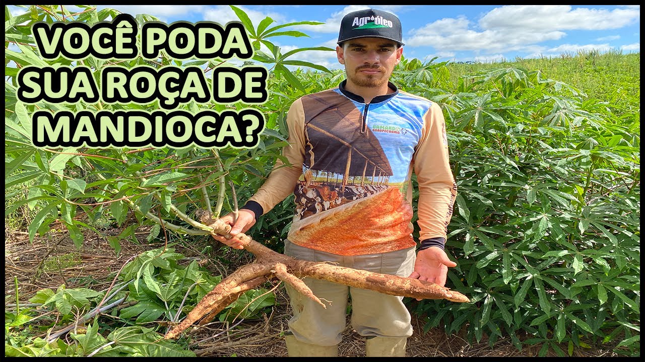 PORQUE PODAMOS A ROÇA DE MANDIOCA #roça #plantio #mandioca