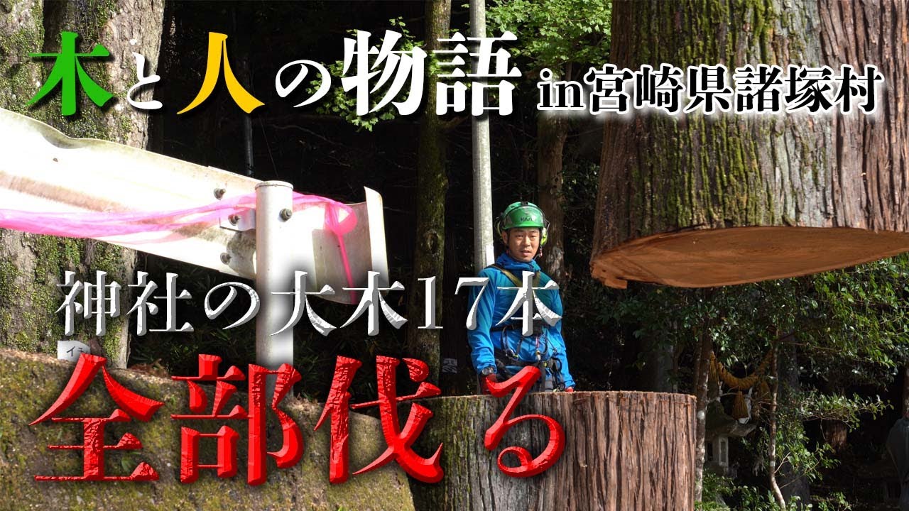 【木と人の物語】神社の大木17本全部伐ったら景色が一変｜ついに始まる、はなぶさ史上最大級の大プロジェクト【宮崎県諸塚村】