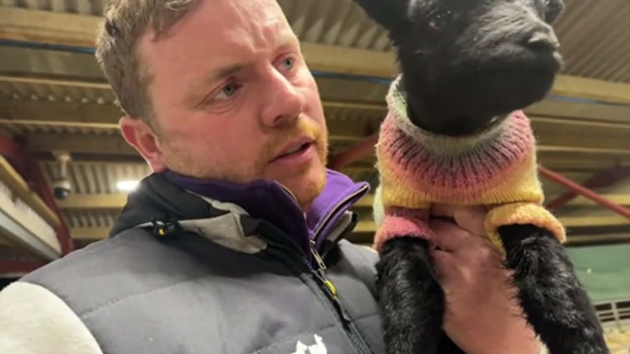 Live from the lambing shed with yet another surprise!!