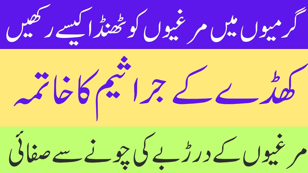 Murgion k Cage ki Safai || Cage main Chonay Ka Istamaal || Garmi main cage ko Thanda kesy Rakhen