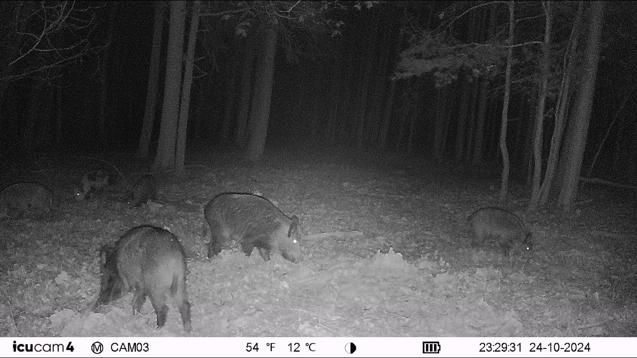 20241024232934 Germany - Wildzwijn / Schwarzwild / Wild boar