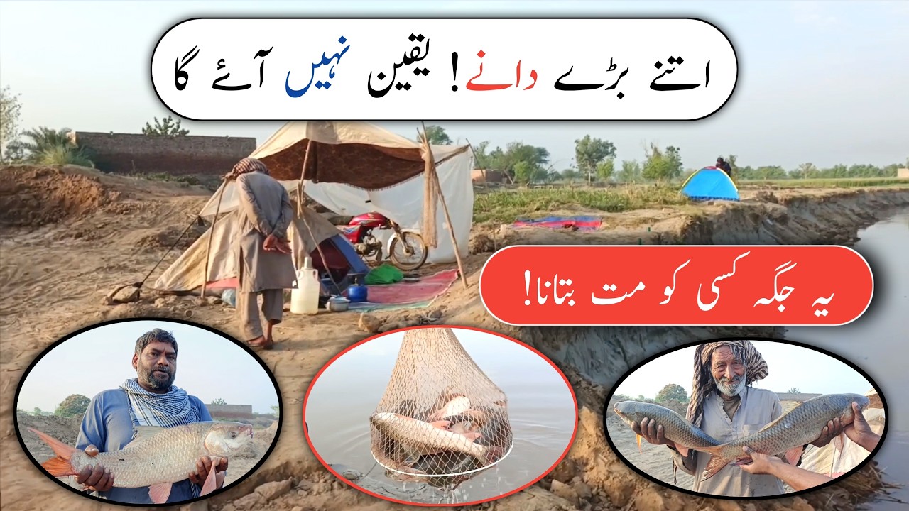 خفیہ جگہ پر اتنا بڑا شکار! دریا سے دھڑا دھڑ دانے لگ گئے | River Fishing Big Catch