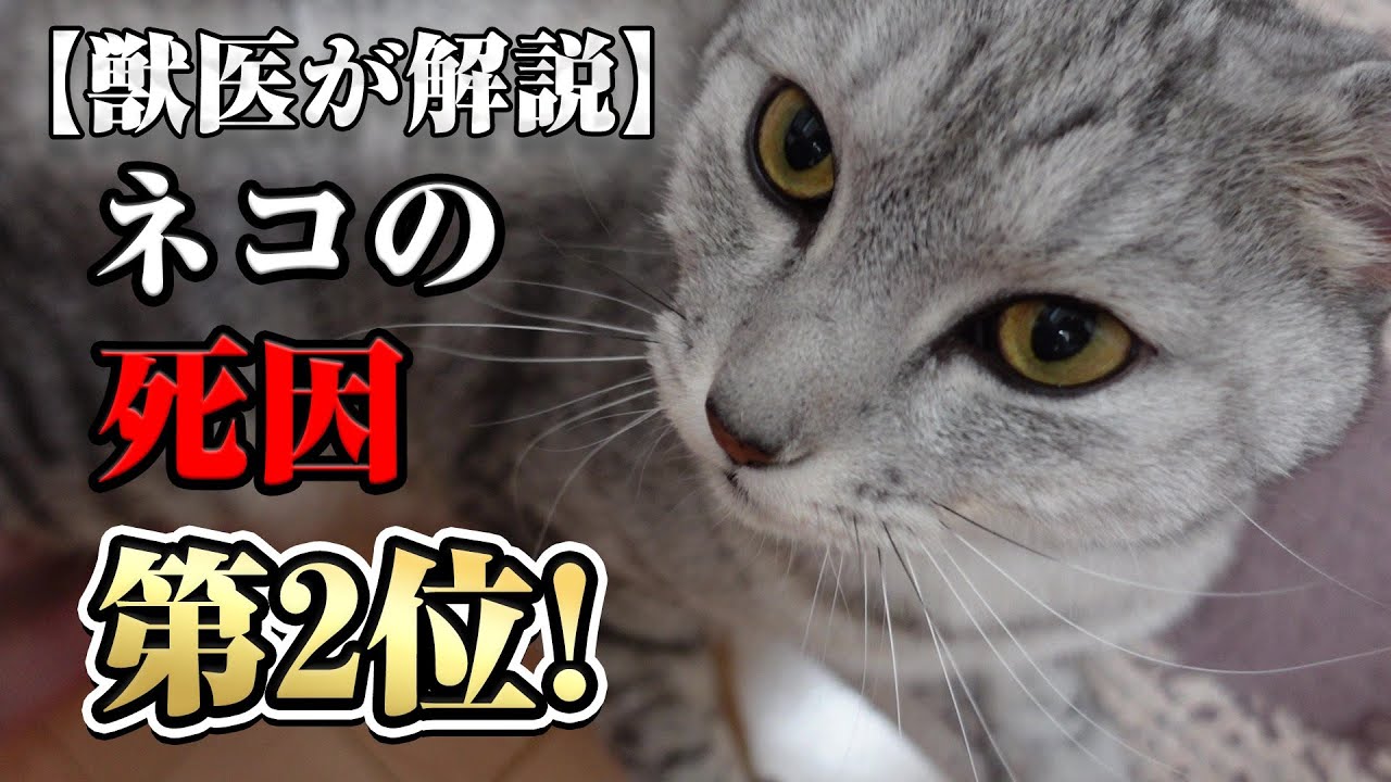 【猫の腎臓病】正しい知識があれば長生きできる！！
