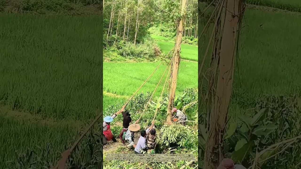 Pulling The Fall: How Farmers Guide Trees Away From Crops
