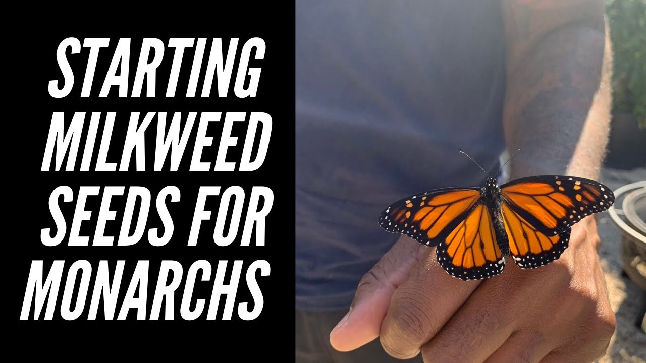 What is Cold Stratification - Monarchs & Milkweed | Big City Gardener
