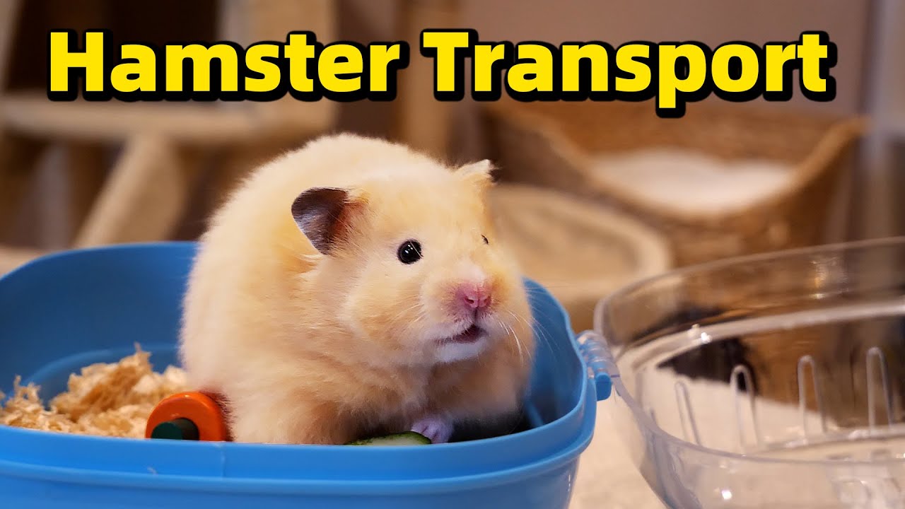 Как безопасно перевезти хомяка? /Is it Safe? Transporting a Hamster