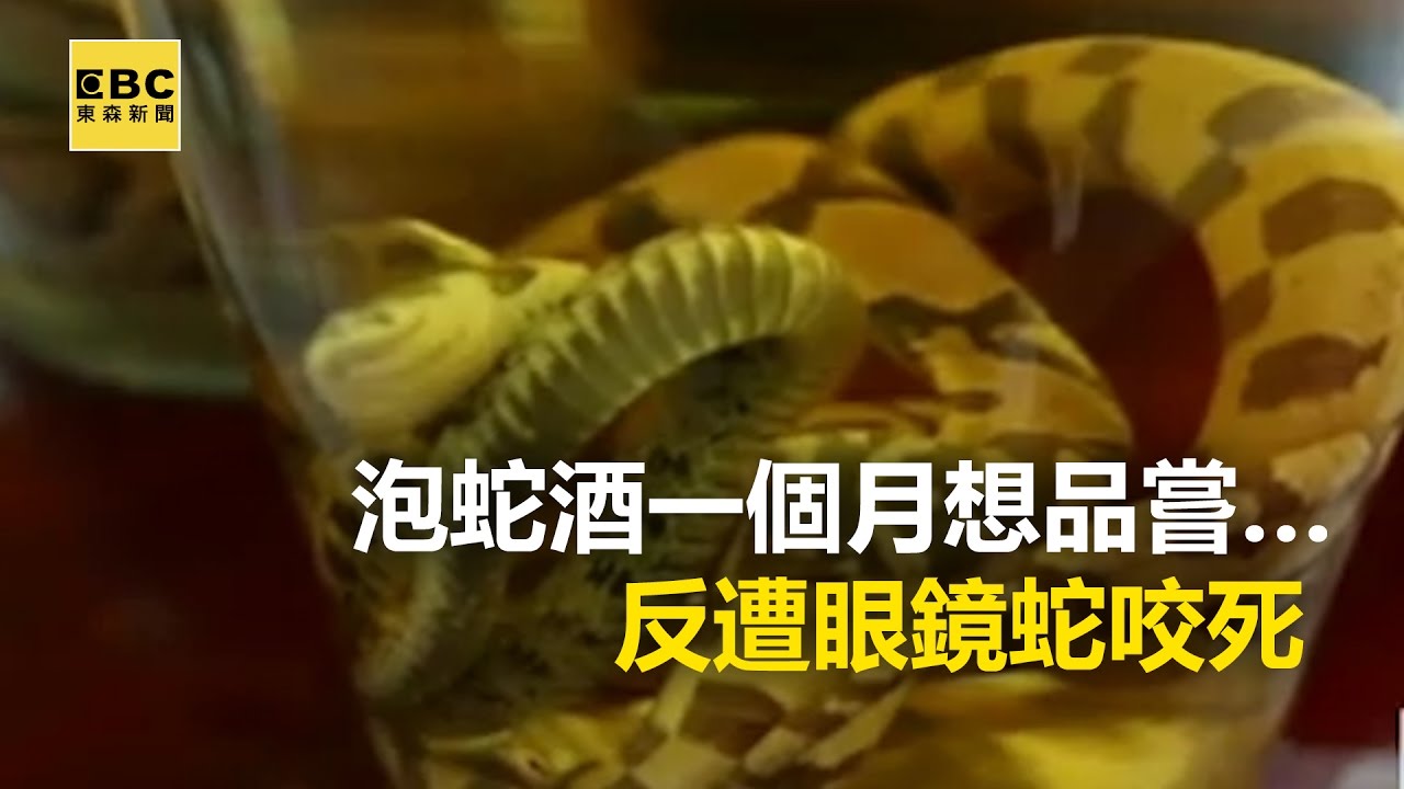 毒蛇復仇記！ 泡蛇酒一個月想品嘗&hellip;反遭眼鏡蛇咬死 20170411【東森大直播】張予馨@newsebc