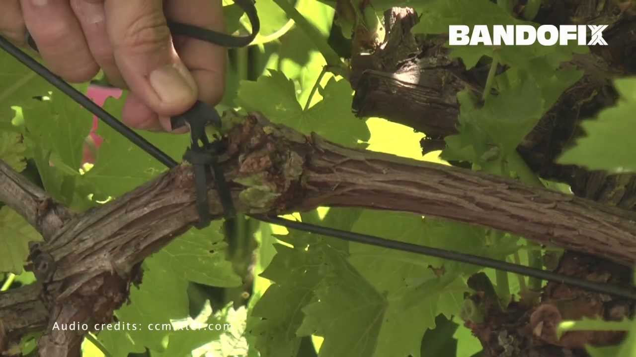 BANDOFIX elastic ties for vines - legature elastiche vigneto frutteto