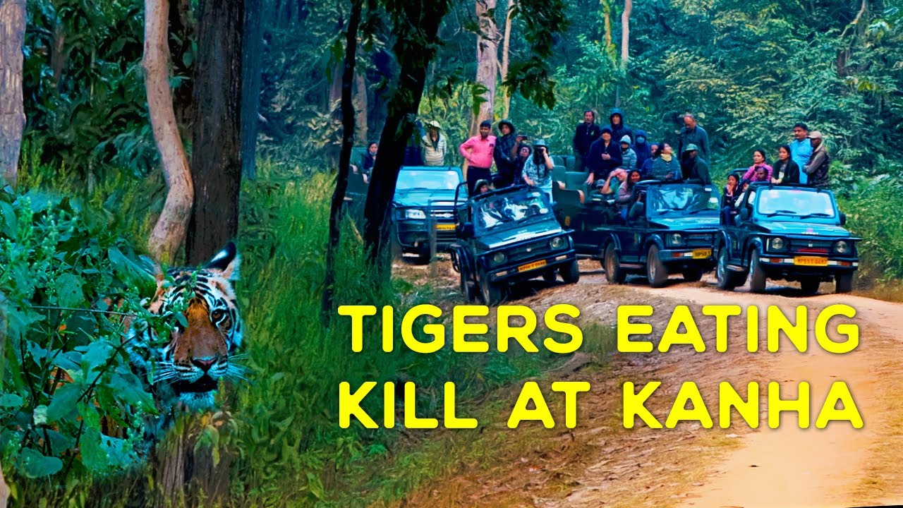 (Day 2) Kanha National Park - Mukki Gate Tiger Safari - (MV3, Mahavir 3) 4K Video Hindi | हिन्दी